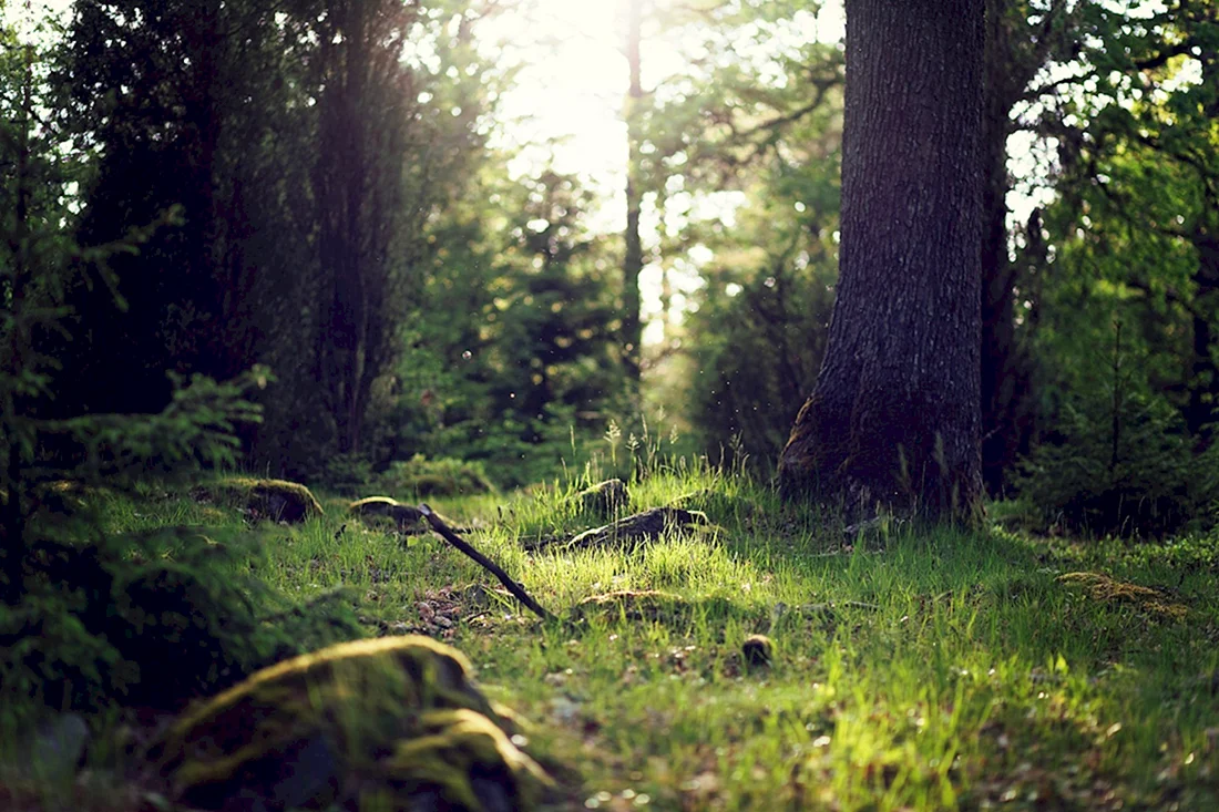 Природа лес