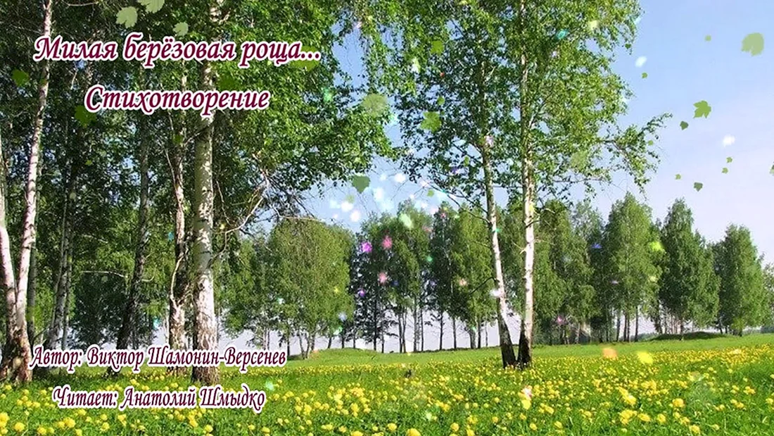 Природа Лесная Поляна Берёзовая роща