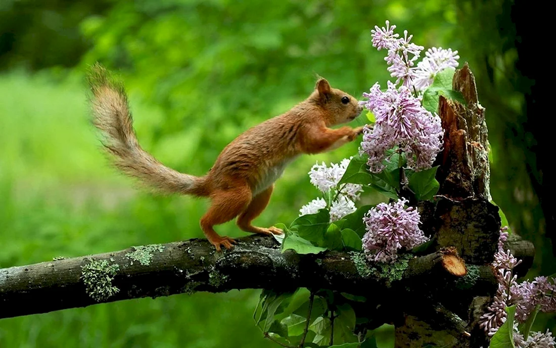 Природа с животными