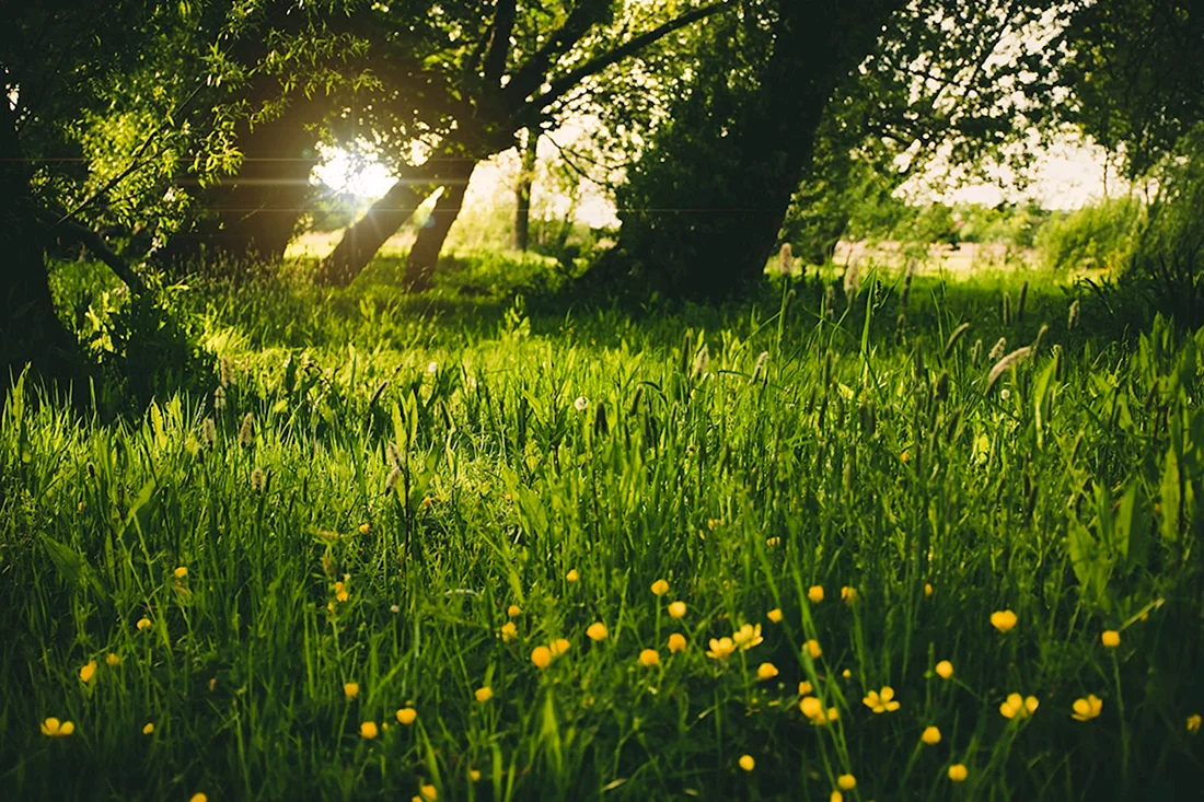 Природа трава