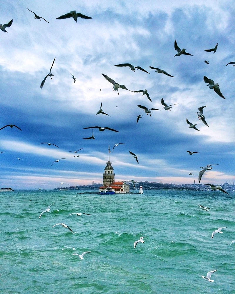 Птицы над морем