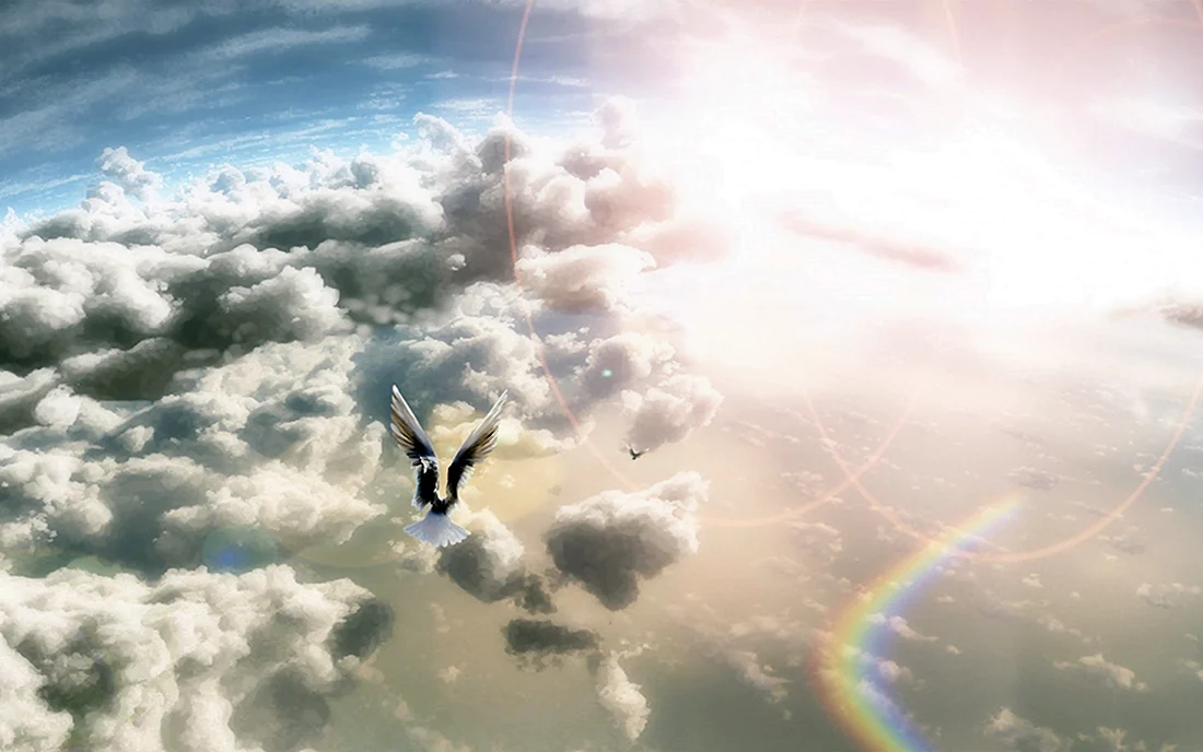 Птицы в небе