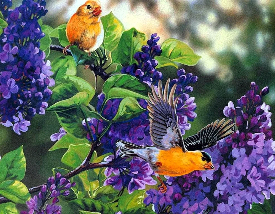 Птицы живопись