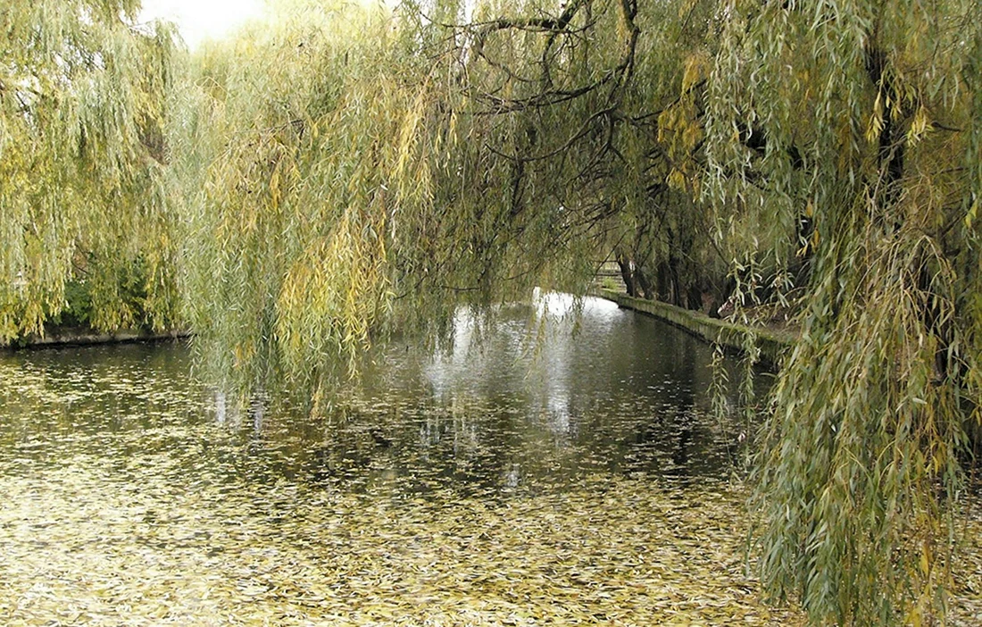 Ракита и плакучая Ива