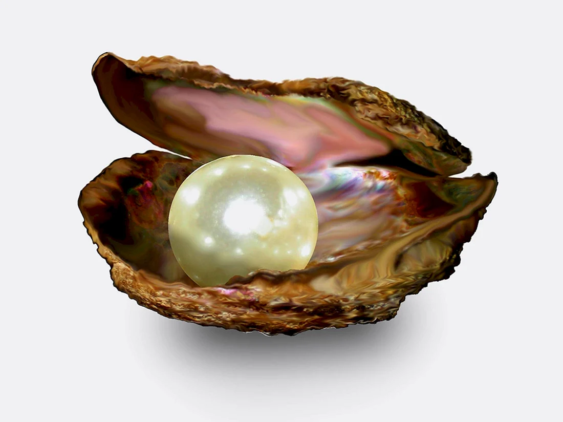 Ракушки жемчужницы морские