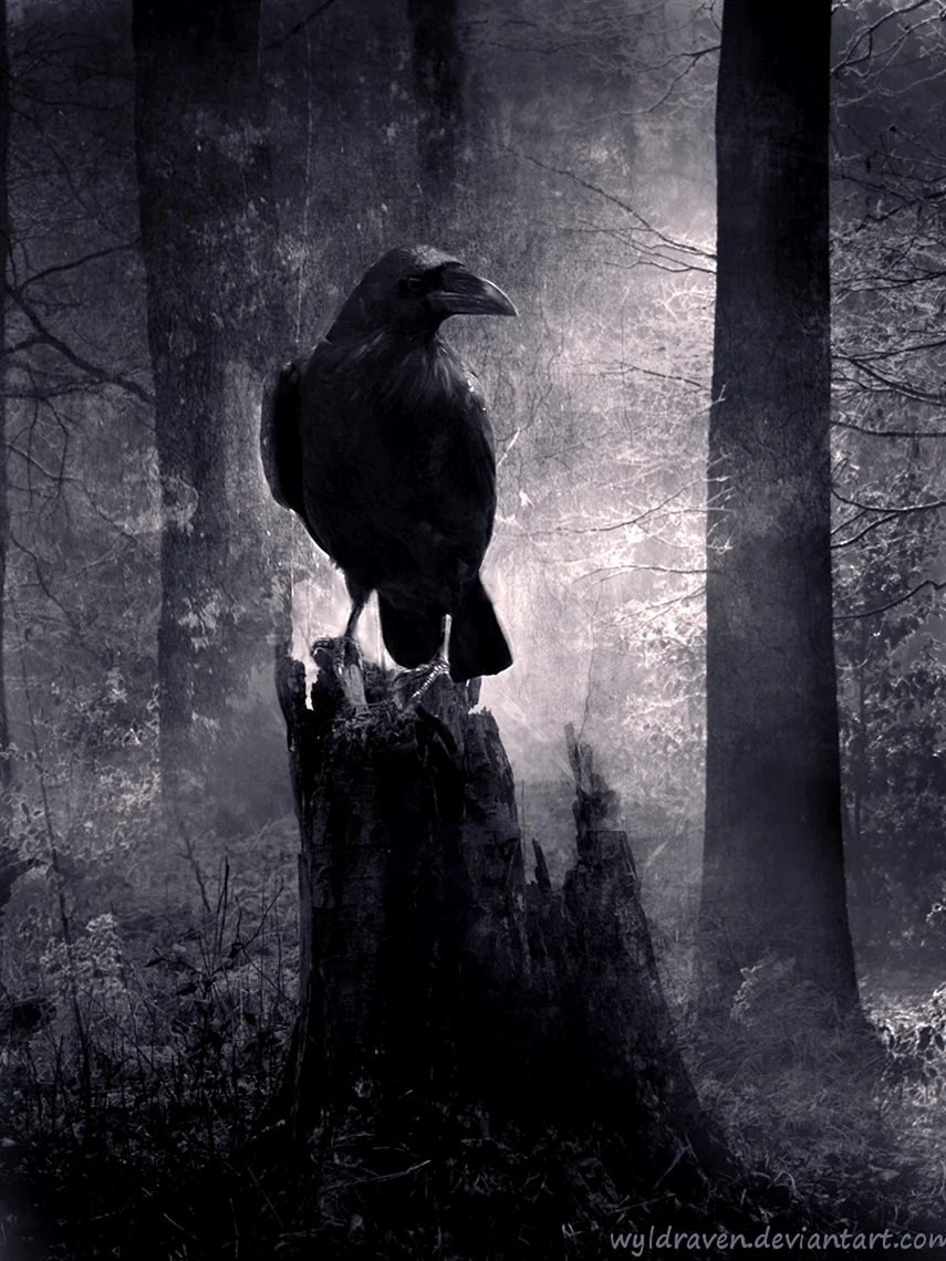 Raven Nevermore