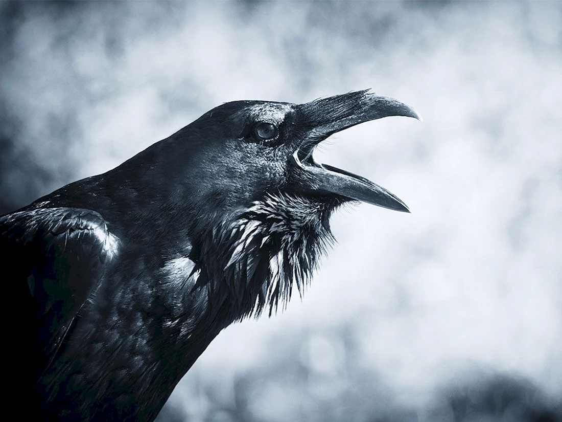 Raven Nevermore