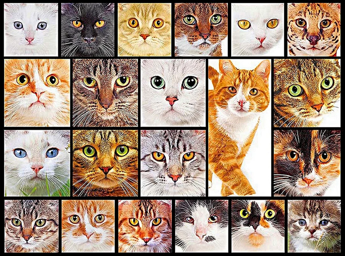Разные кошки