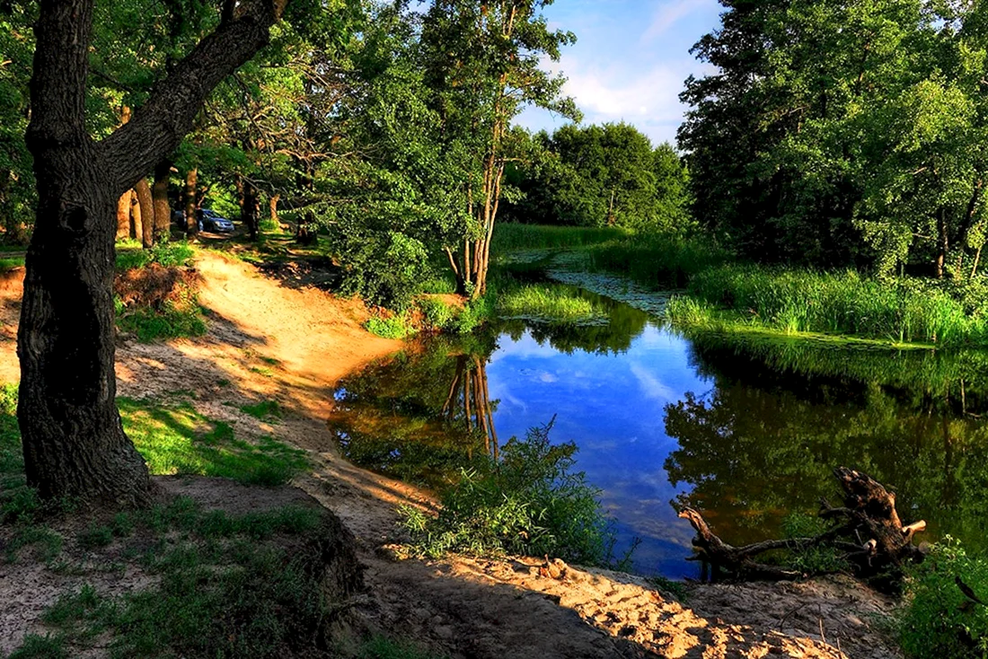 Река в лесу