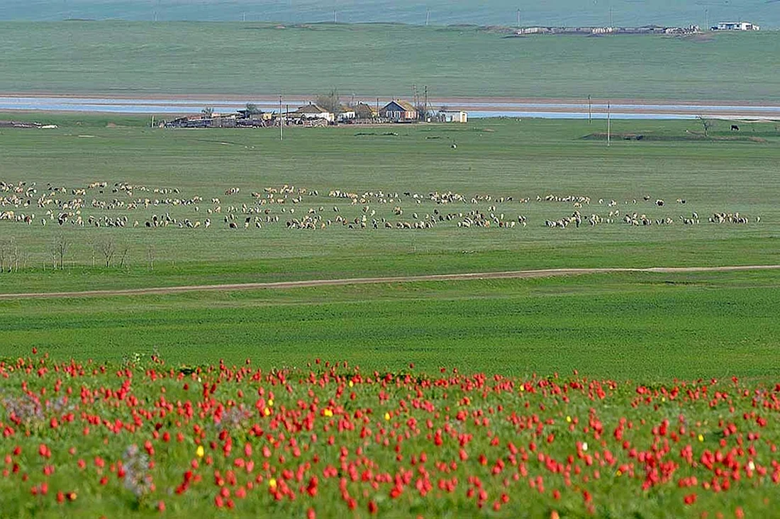 Республика Калмыкия степь