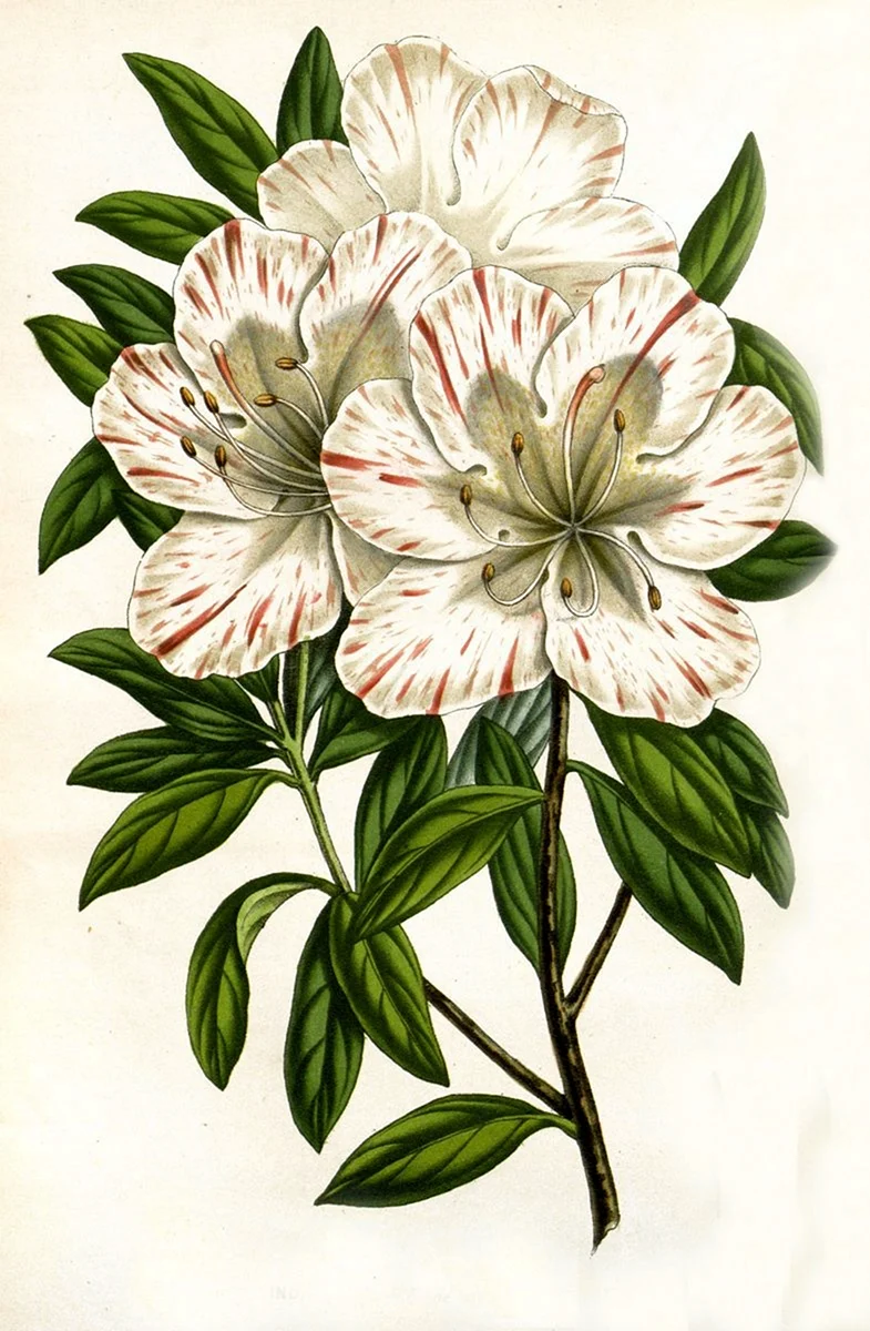 Rhododendron schlippenbachii Ботаническая иллюстрация