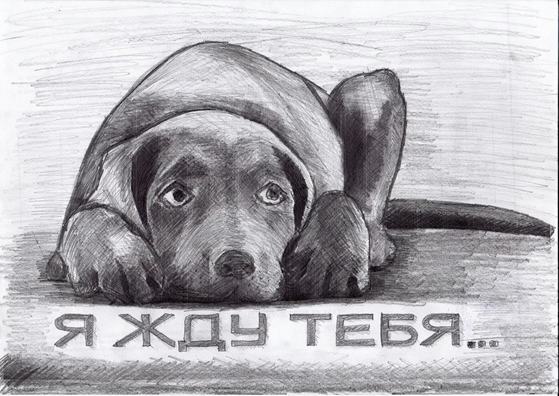 Рисунки бездомных животных