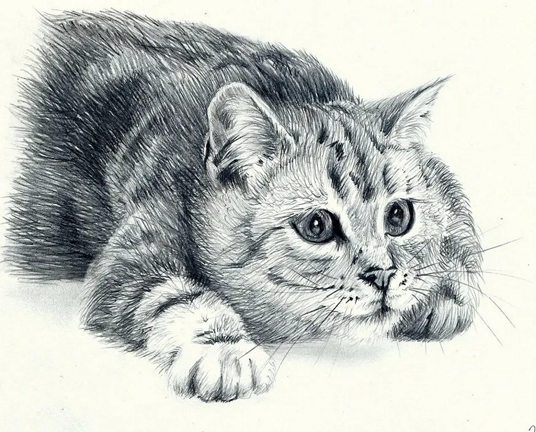 Рисунки котиков