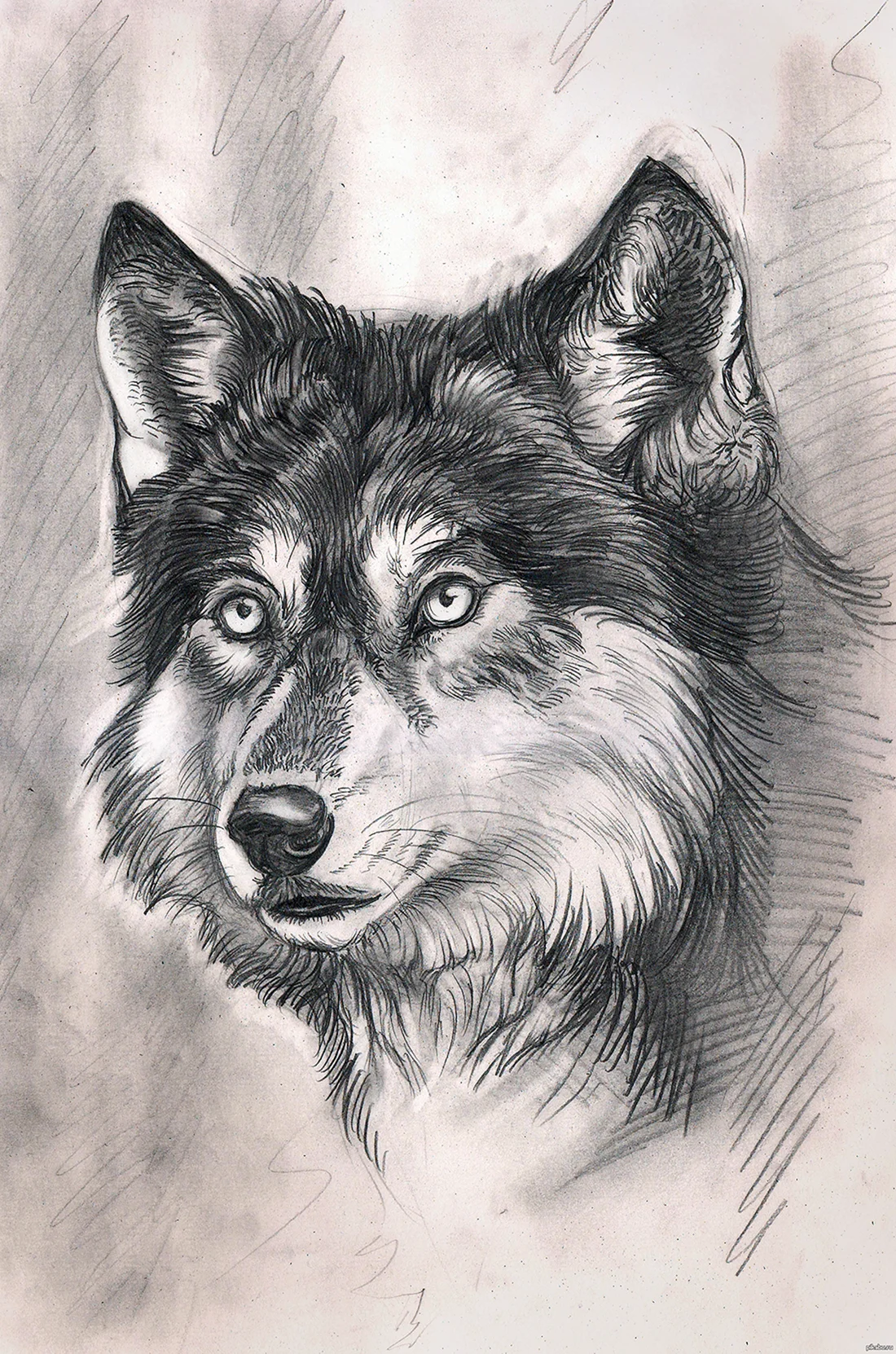 Рисунки Волков