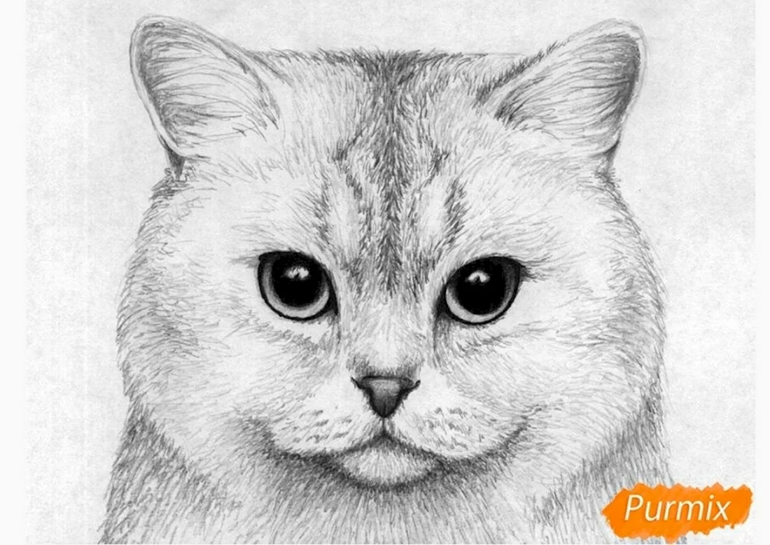 Рисунки животных карандашом