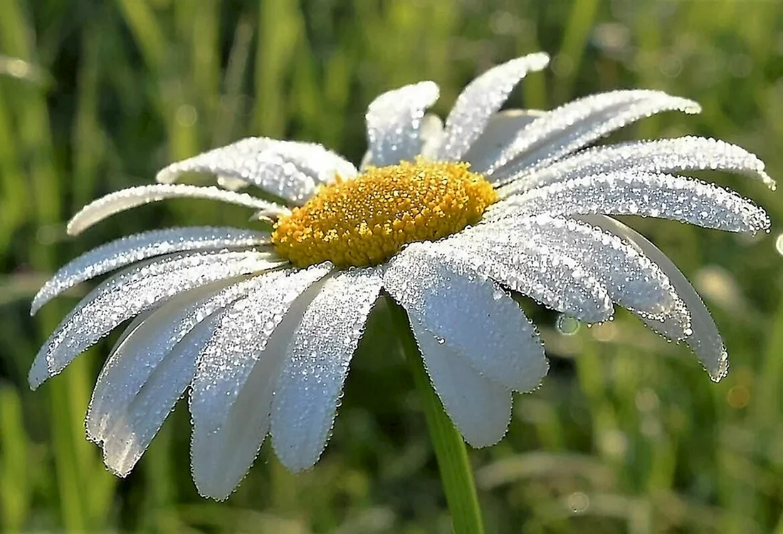 Ромашка