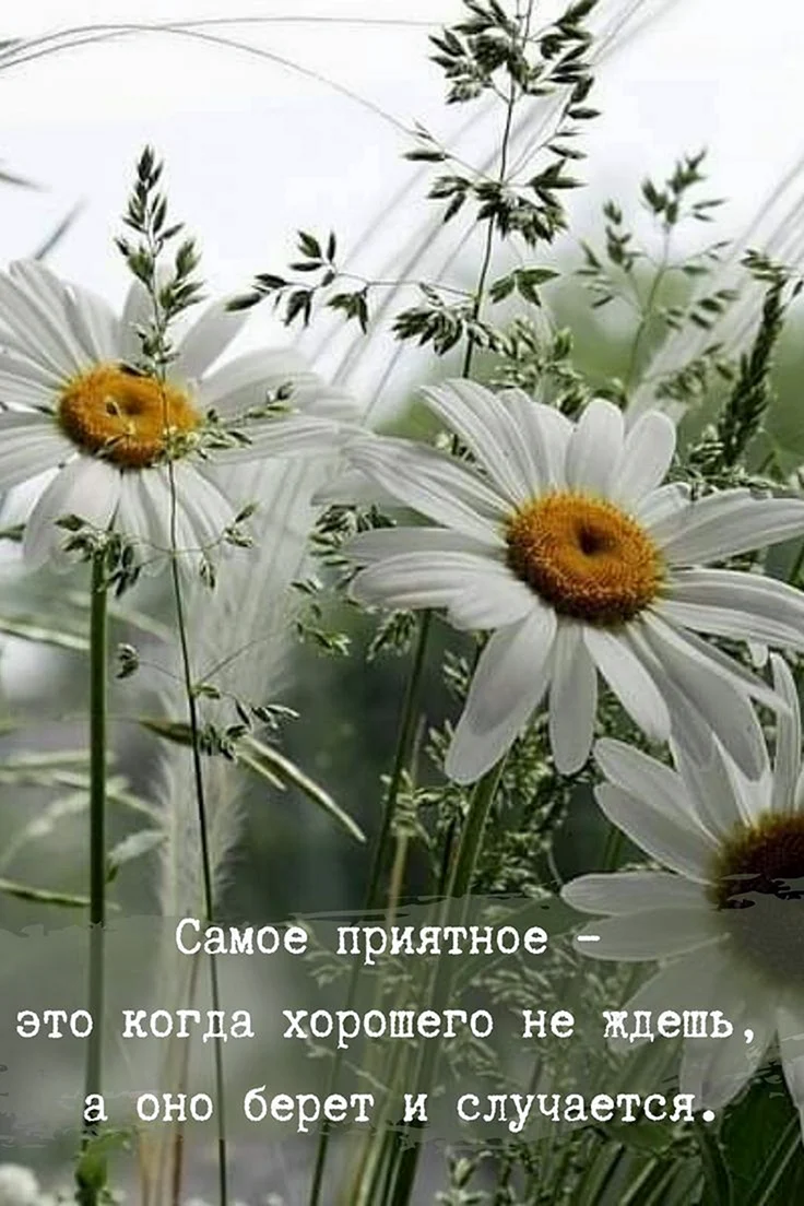 Ромашки