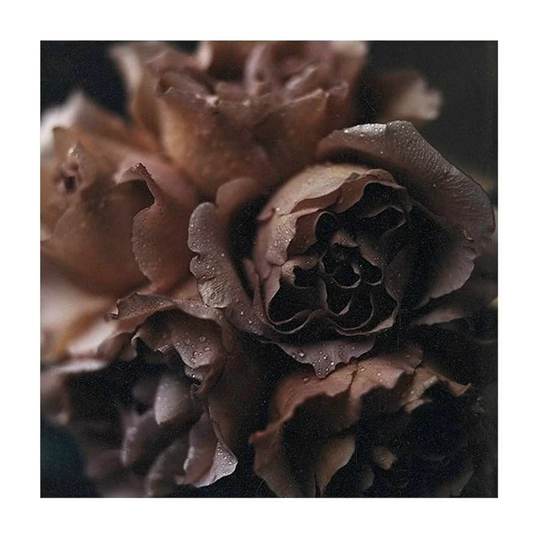 Роза Brown Velvet