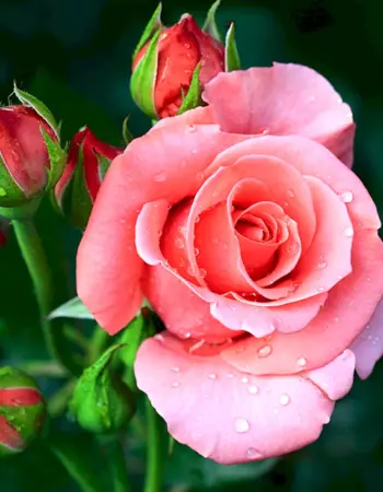 Роза флорибунда Пинк