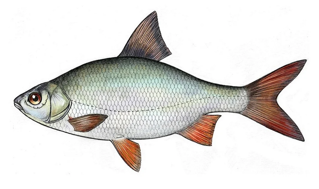 Rutilus rutilus Linnaeus 1758 – плотва