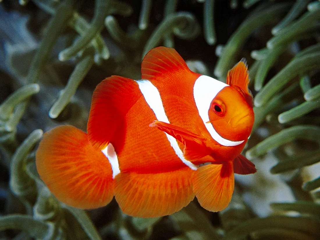 Рыба клоун оцеллярис