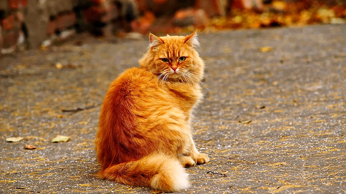 Рыжая кошка