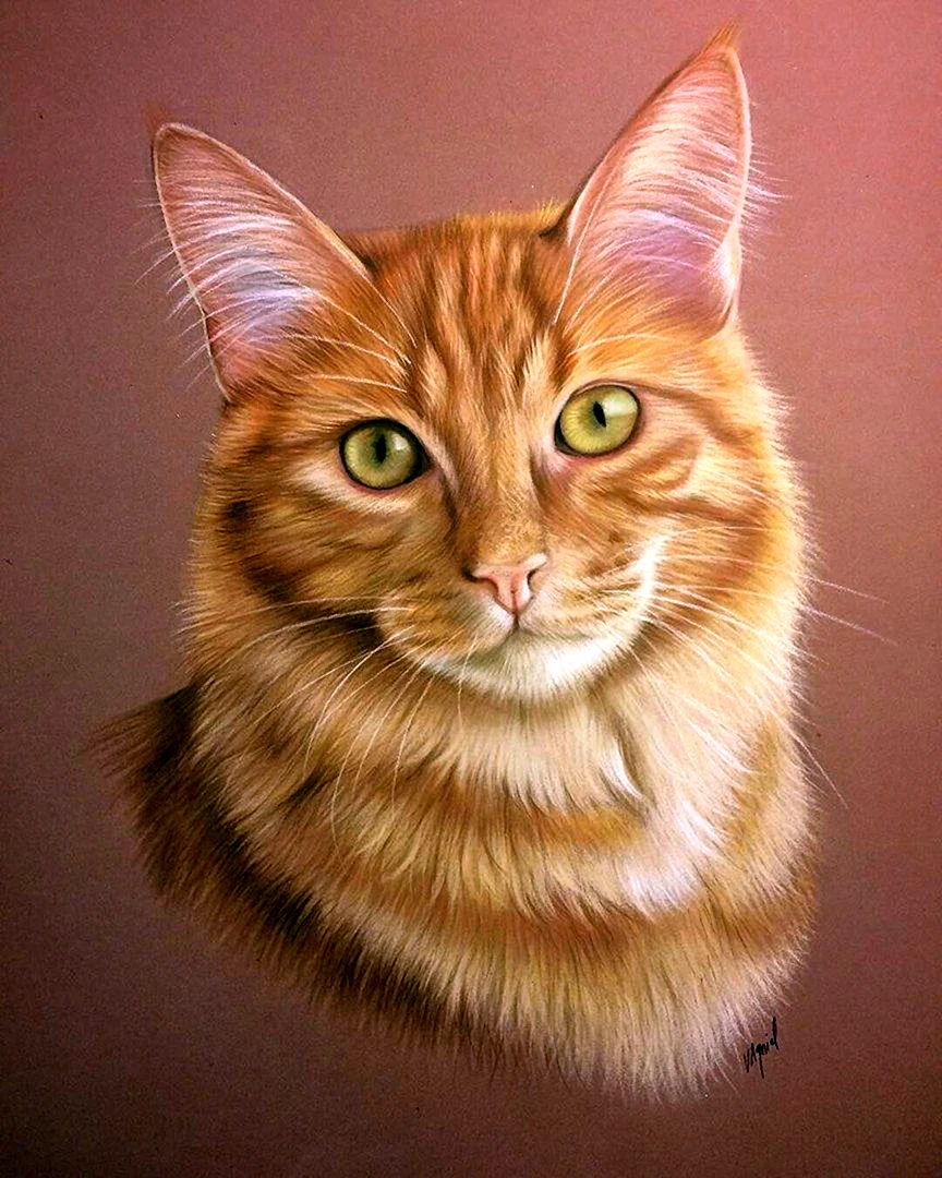 Рыжая кошка