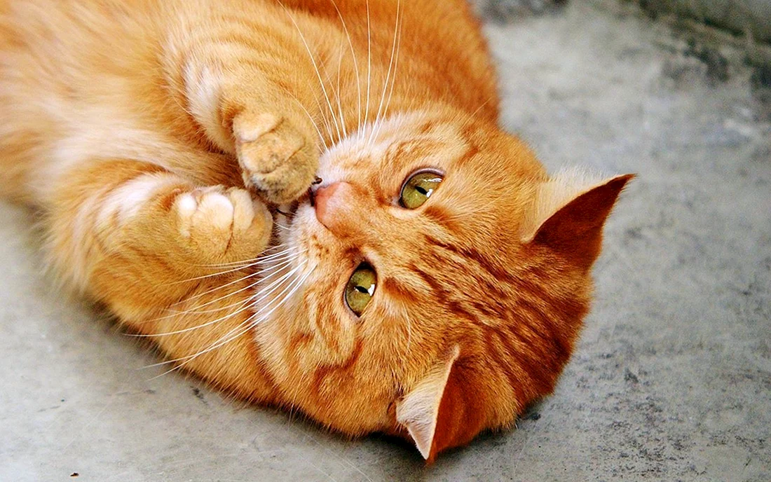 Рыжий котик