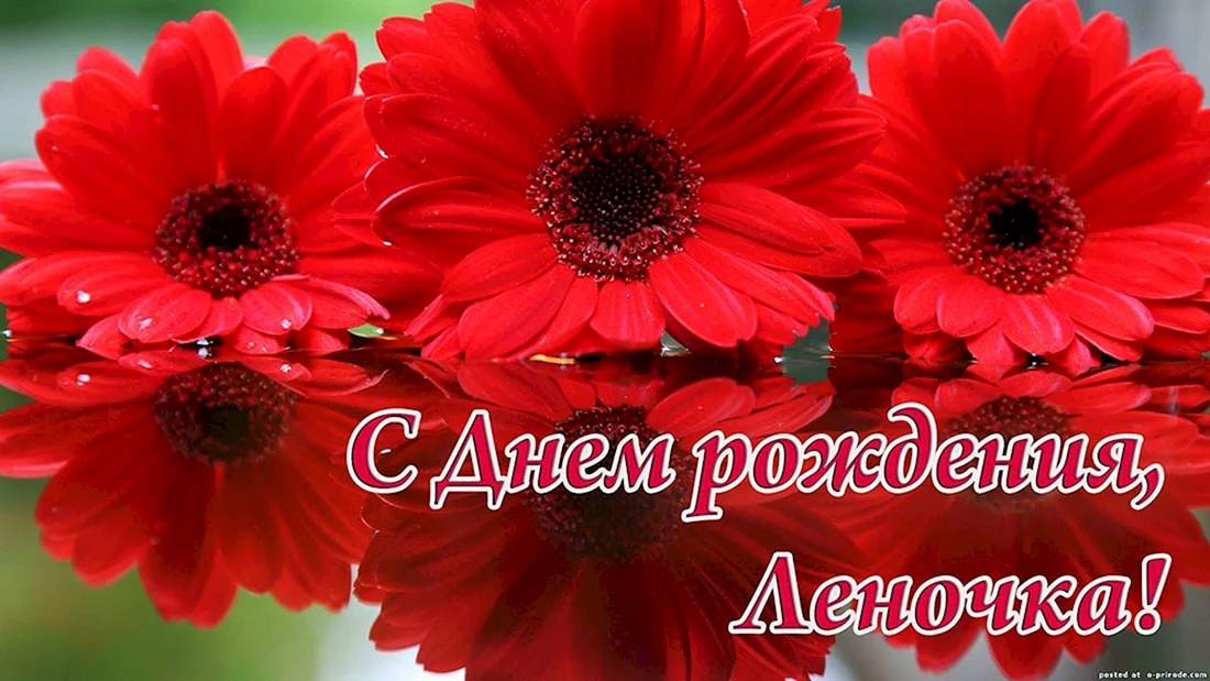 С днём рождения герберы