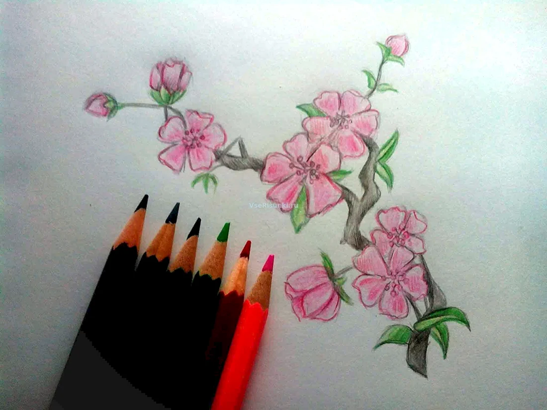 Сакура рисунок