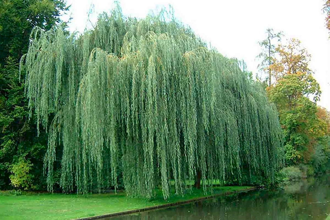 Salix Alba Ива плакучая