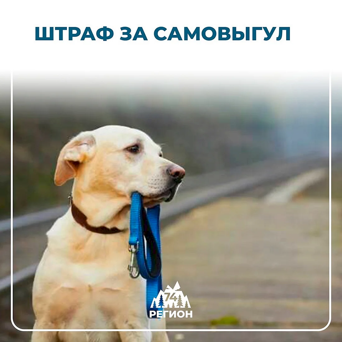 Самовыгул