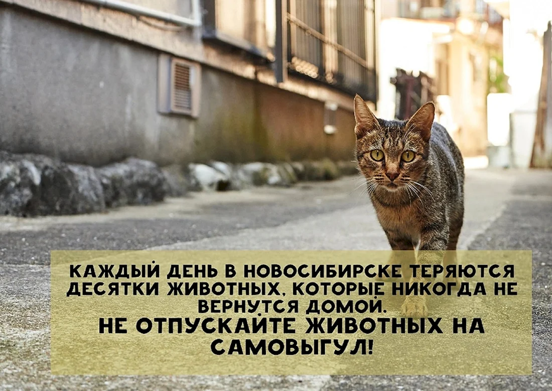 Самовыгул