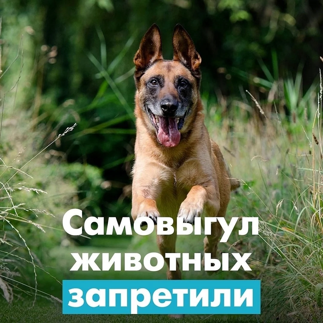 Самовыгул животных