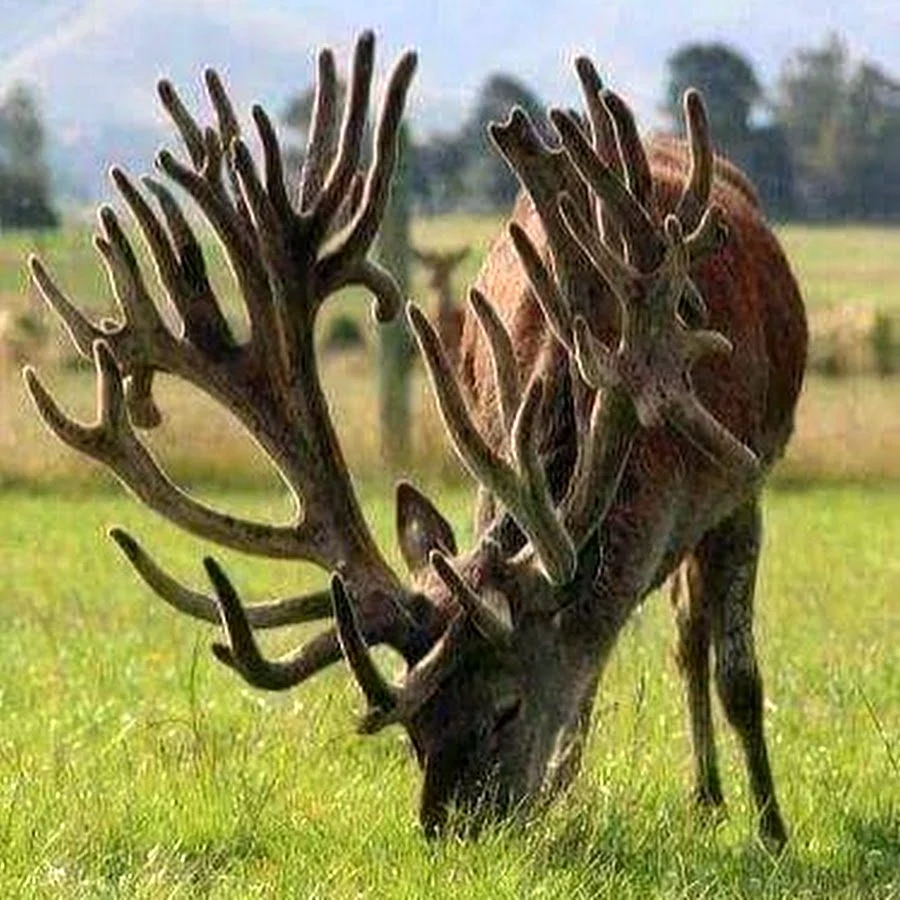 Самые большие Оленьи рога