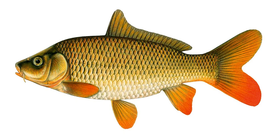 Сазан Cyprinus Carpio