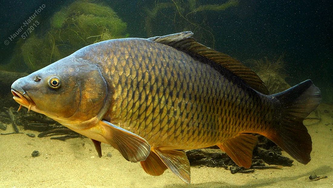 Сазан Cyprinus Carpio