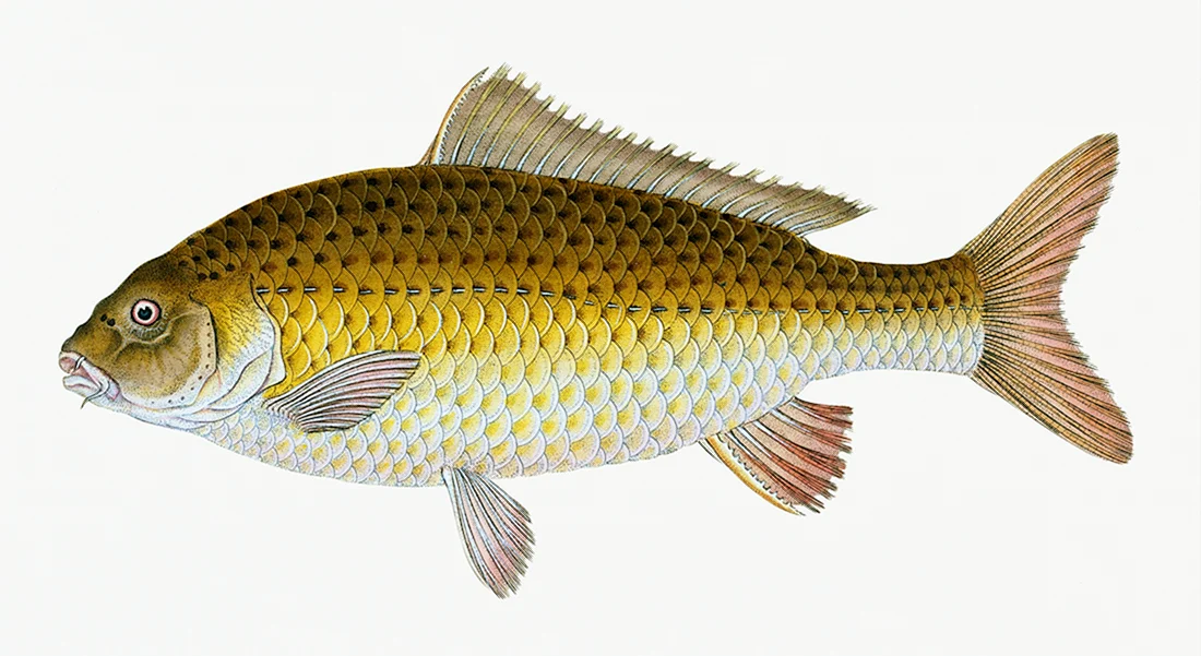 Сазан Cyprinus Carpio
