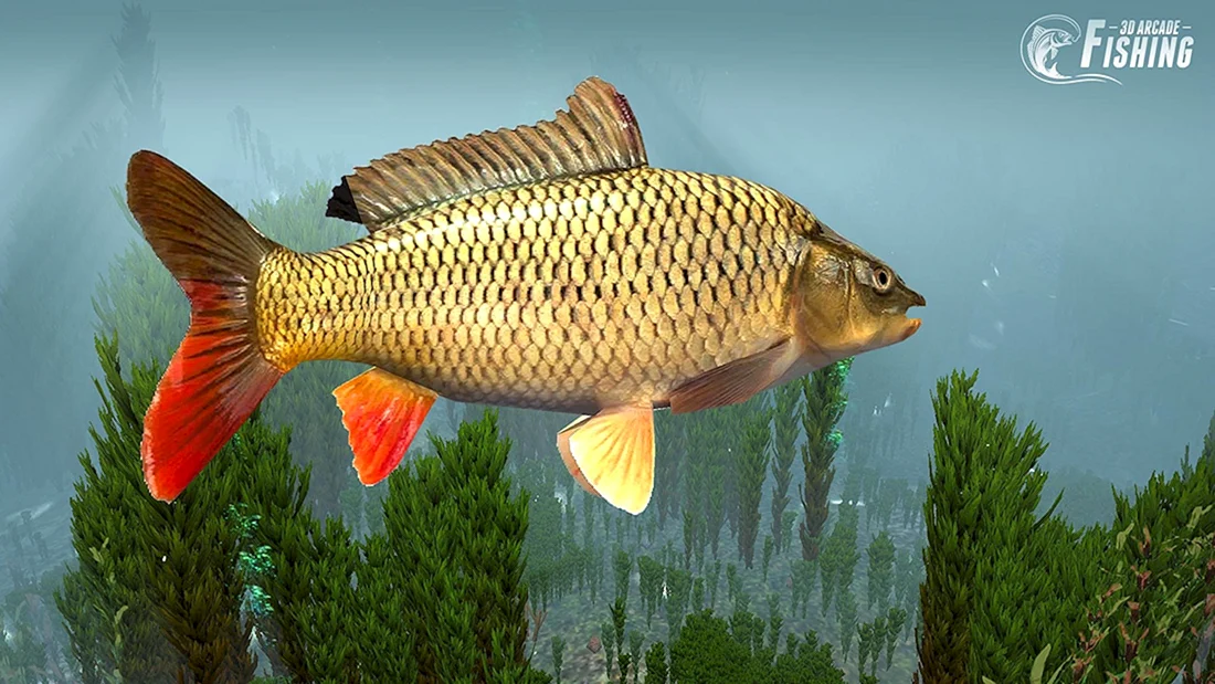 Сазан Cyprinus Carpio
