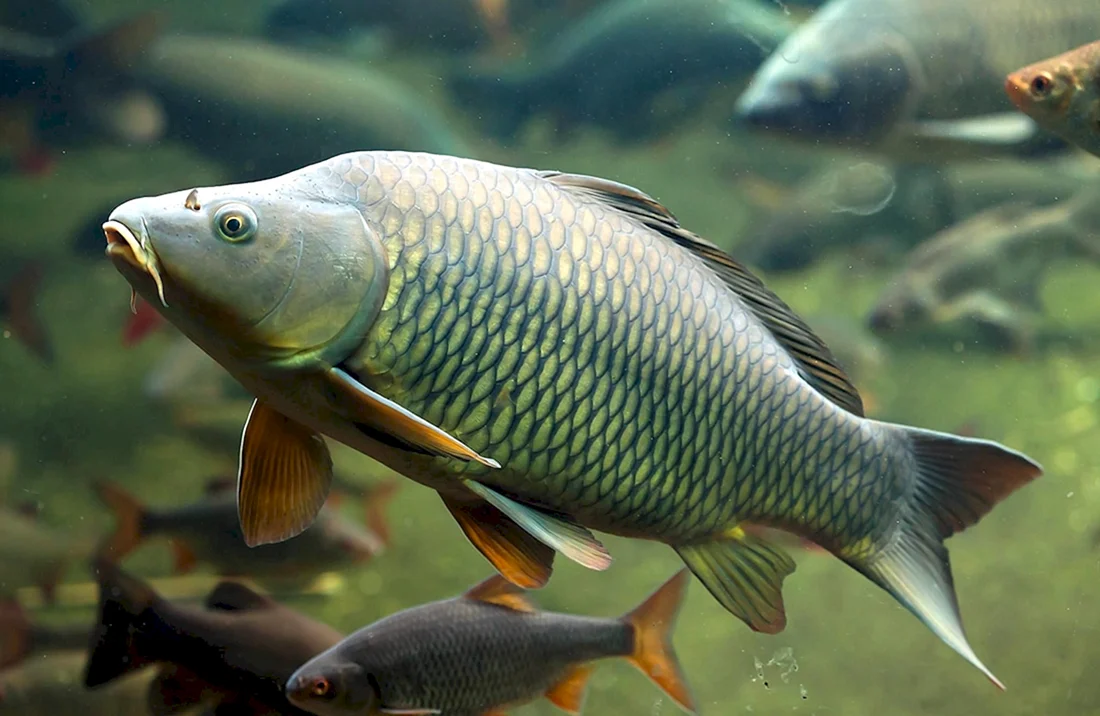 Сазан Cyprinus Carpio