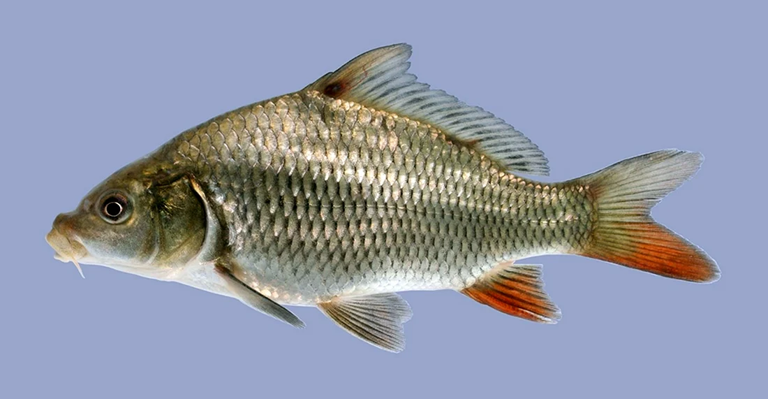 Сазан Cyprinus Carpio