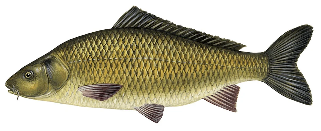 Сазан Cyprinus Carpio