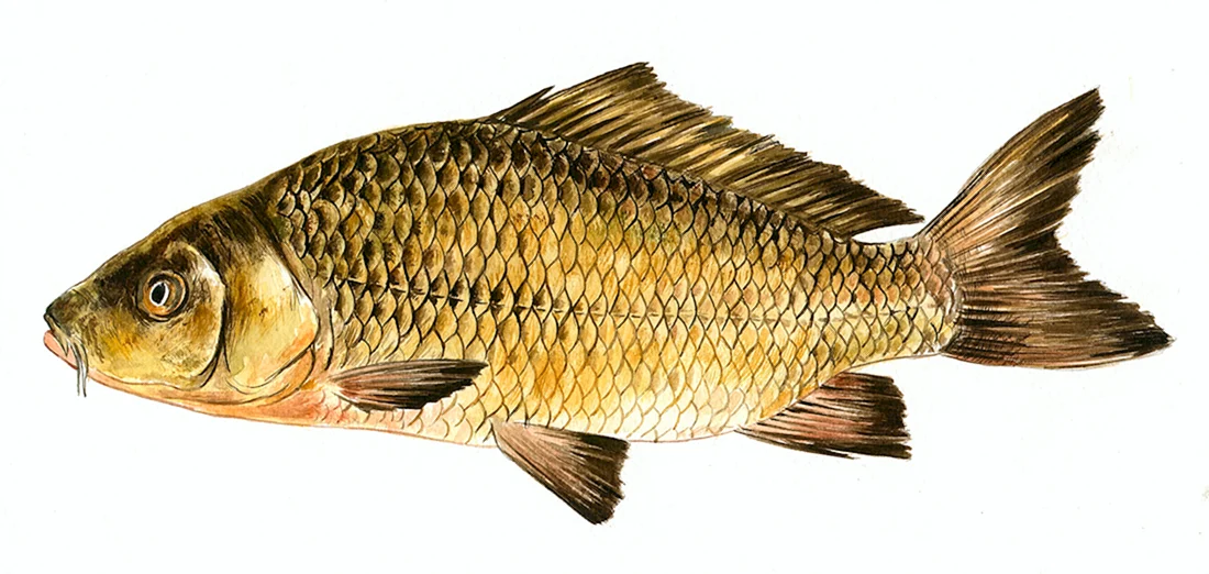 Сазан Cyprinus Carpio