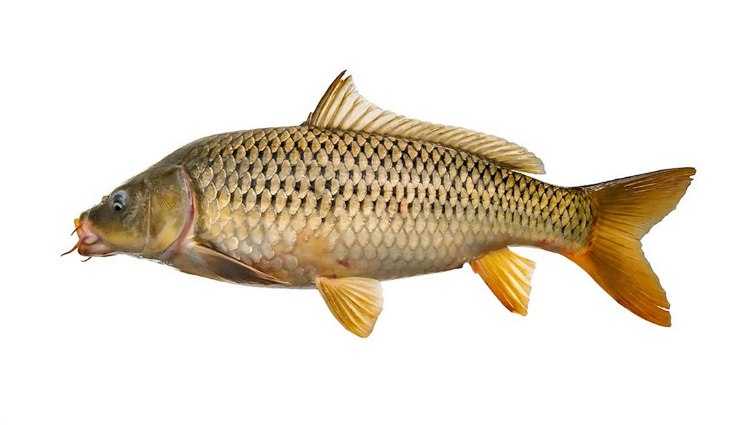 Сазан Cyprinus Carpio