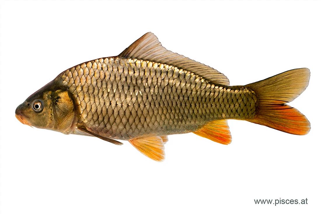 Сазан Cyprinus Carpio