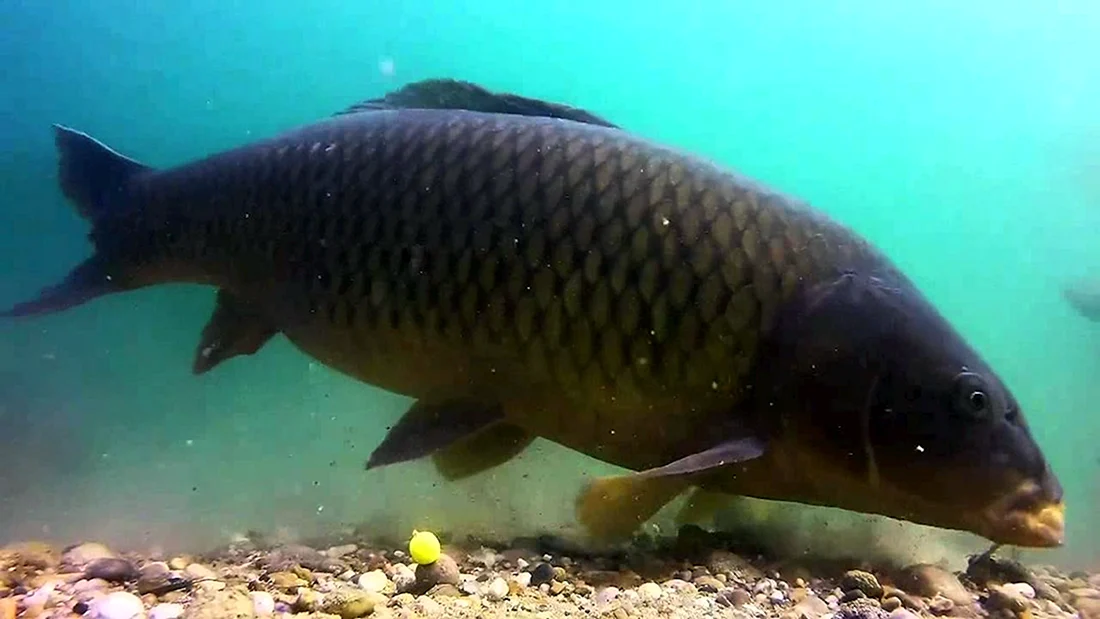 Сазан Cyprinus Carpio