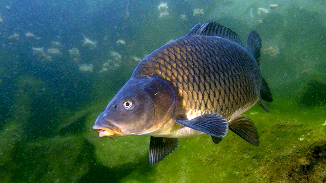 Сазан Cyprinus Carpio