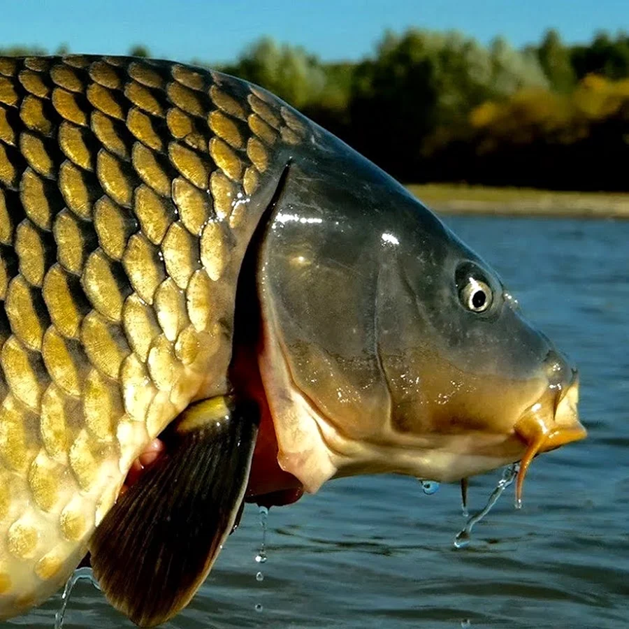 Сазан Cyprinus Carpio