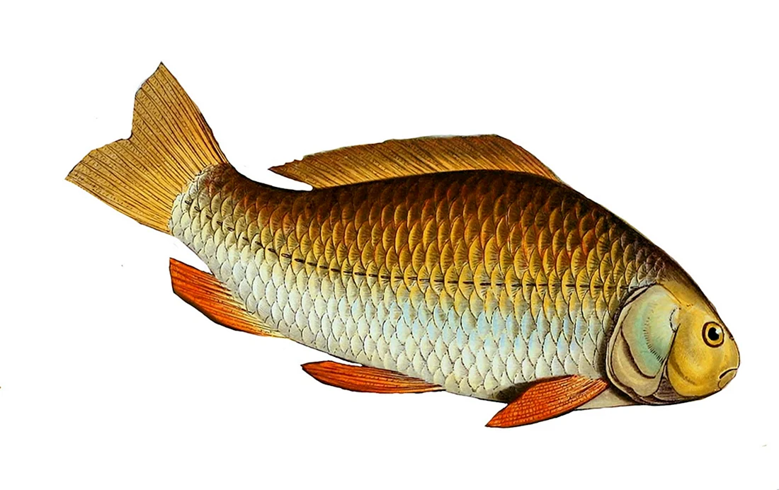 Сазан Cyprinus Carpio
