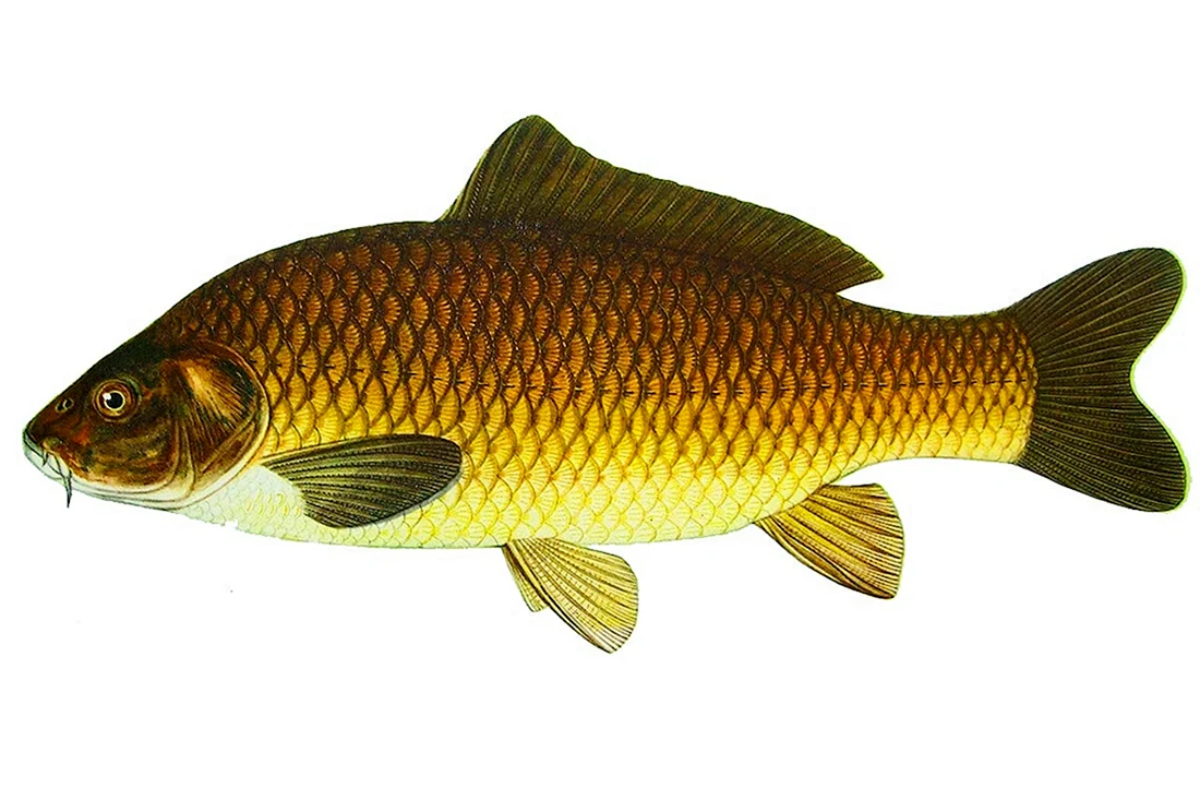 Сазан Cyprinus Carpio